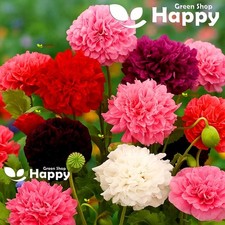 Peony Poppy Mix - Double Flower poppy - 1300 seeds - Breadseed poppy - Papaver