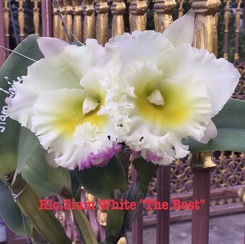 Rare cattleya rlc siam - /, rlc.
