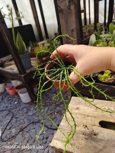 Euphorbia flanaganii meduza - flanaganii,