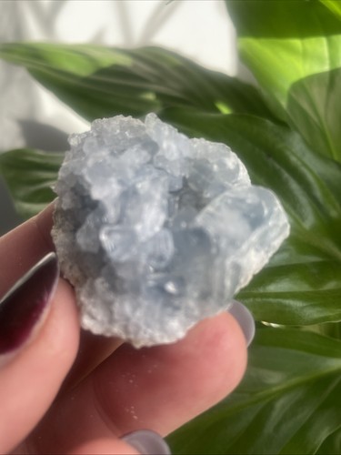 Celestite small cluster geode - celestite,