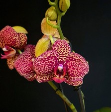 Rare Phalaenopsis "I-Hsin