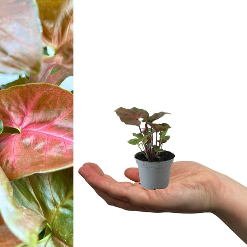 Syngonium maria 10 15cm - syngonium, 10-15cm
