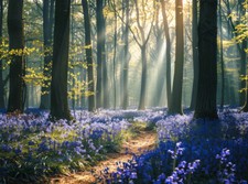 Bluebell Woodland Forest Canvas Picture Print Wall Art