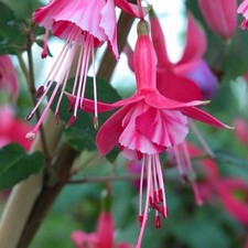 6 Fuchsia Hardy Bush 'Shrimp