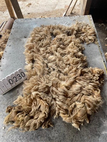 Portland raw unwashed - portland,