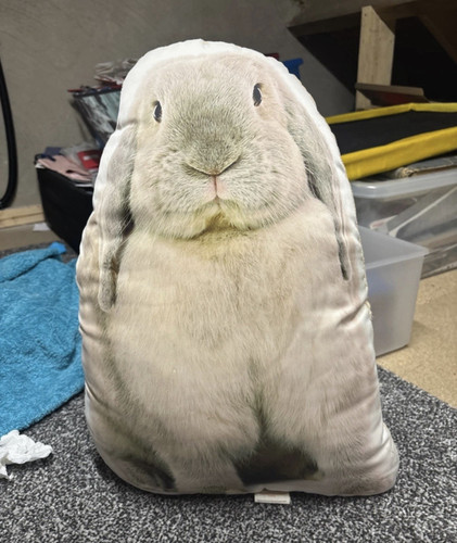 Rabbit animal print novelty - print,