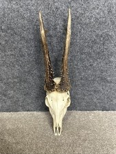 Roe Deer Buck Skull Antlers