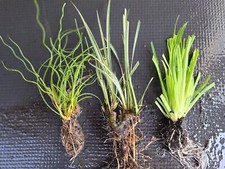 3 x Evergreen Pond Marginal