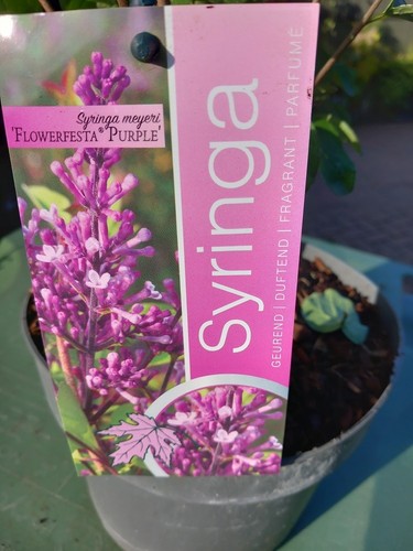 Dwarf lilac shrub - xl,