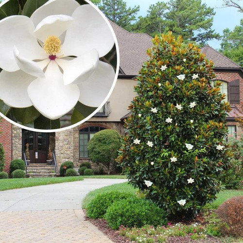 Magnolia grandiflora little - magnolia,