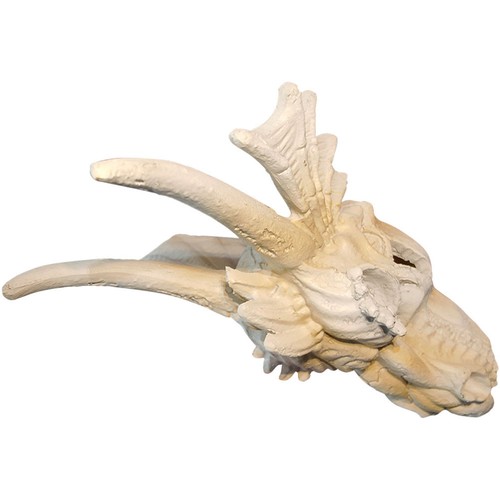 Fish tank resin dragon - dragon, skull