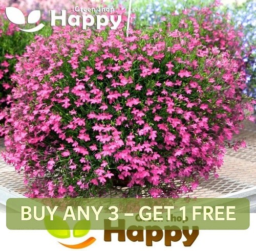 Trailing lobelia cascade lilac - trailing,