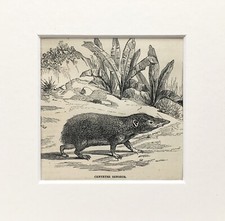TENREC Print - c.1880 Mounted Antique B&W Wood Engraving