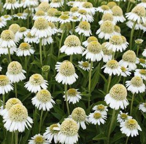 Echinacea delicious ice - delicious, ice®