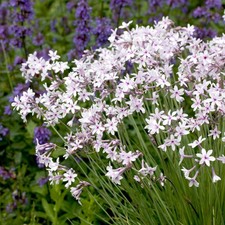 Tulbaghia purple eye - tulbaghia,