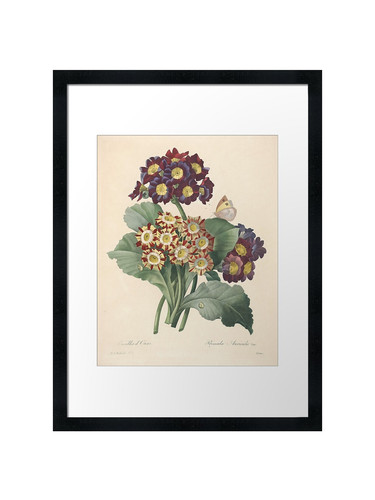 Primula auricula with - auricula,