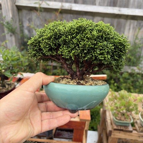 Itoigawa juniper bonsai with - with, a