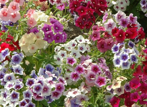 Phlox tapestry seeds - 15,
