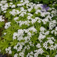 Sweet woodruff mat forming - sweet, mat-forming
