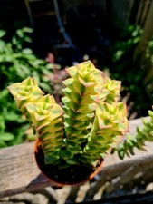 Crassula Pagoda | variegated succulent plant in pot