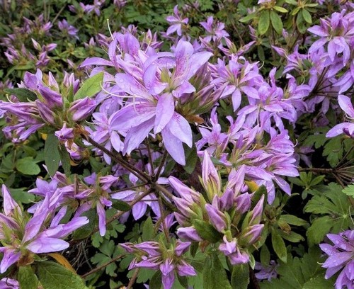 Purple spider azalea koromo - purple,