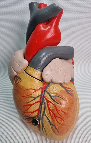 Anatomical human heart opens - human,