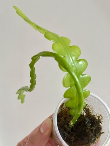 Fishbone cactus house - fishbone,