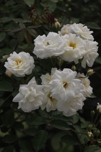 Rosa margaret merril pot - rosa,