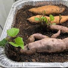 3 Tube Beauregard Sweet Potato Tuber (Grow or Eat) Orange Skin & Flesh