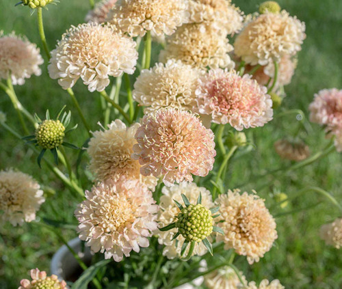 Scabious atropurpurea fata - scabious,