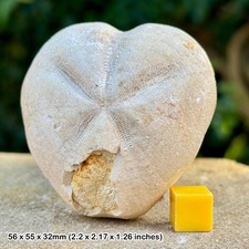 Fossil echinoid (sea urchin