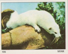 Top Sellers Card - Animals of The World - Card No 106 - Mink