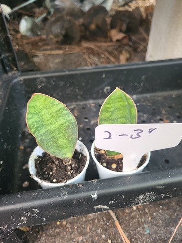 Baby sansevieria masoniana - baby,