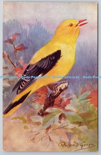 R764916 golden oriole bird - bird, s
