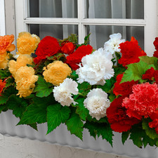 10 x Begonia Summer Mix Tubers