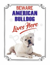 Beware american bulldog lives - american,