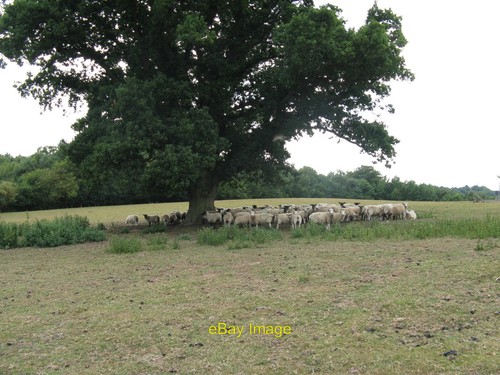 Photo 6x4 sheep shelter - sheep, at