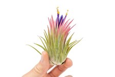 Large Tillandsia Ionantha