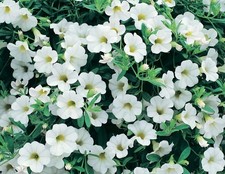 6 Trailing Calibrachoa White