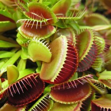 Venus Fly Trap Indoor Plant