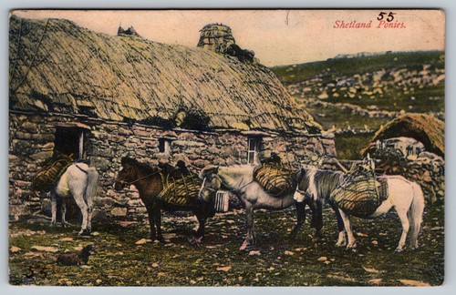 Shetland ponies - shetland,