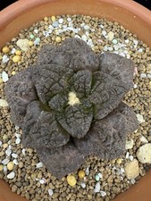 Ariocarpus hybird godzilla own - ariocarpus,