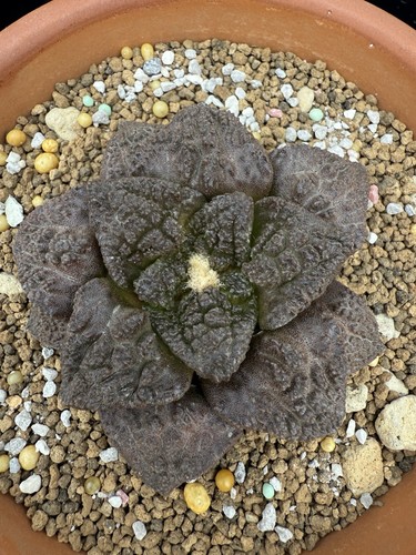 Ariocarpus hybird godzilla - hybird, own