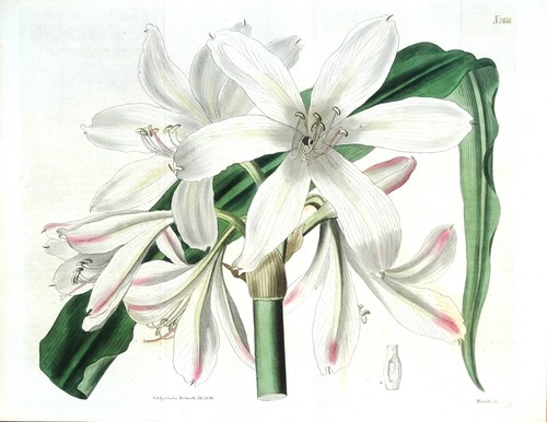 Original antique botanical - original,