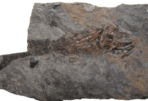 Permian fish fossil - , muse