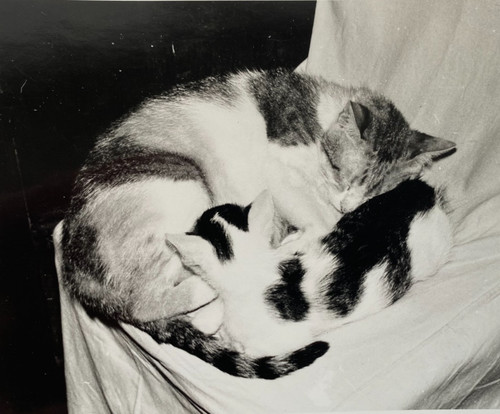 Snapshot beautiful cat - snapshot,