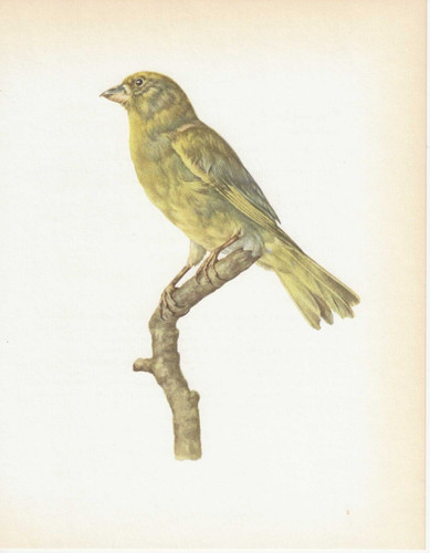 Vintage bird print - vintage,