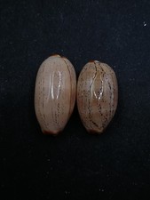 2 x large luria isabella Sea