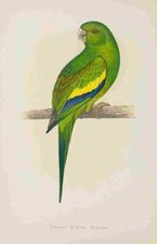A4 Photo Lydon AF Parrots 1884 Canary winged Conure Print Poster