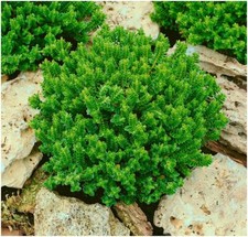 [x3] Hebe 'Buxifolia Nana' |